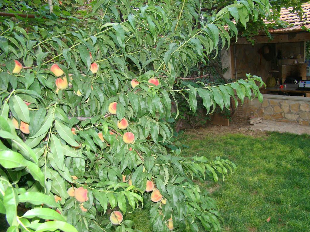Guest House Ucha Mtsʼkhetʼa Εξωτερικό φωτογραφία