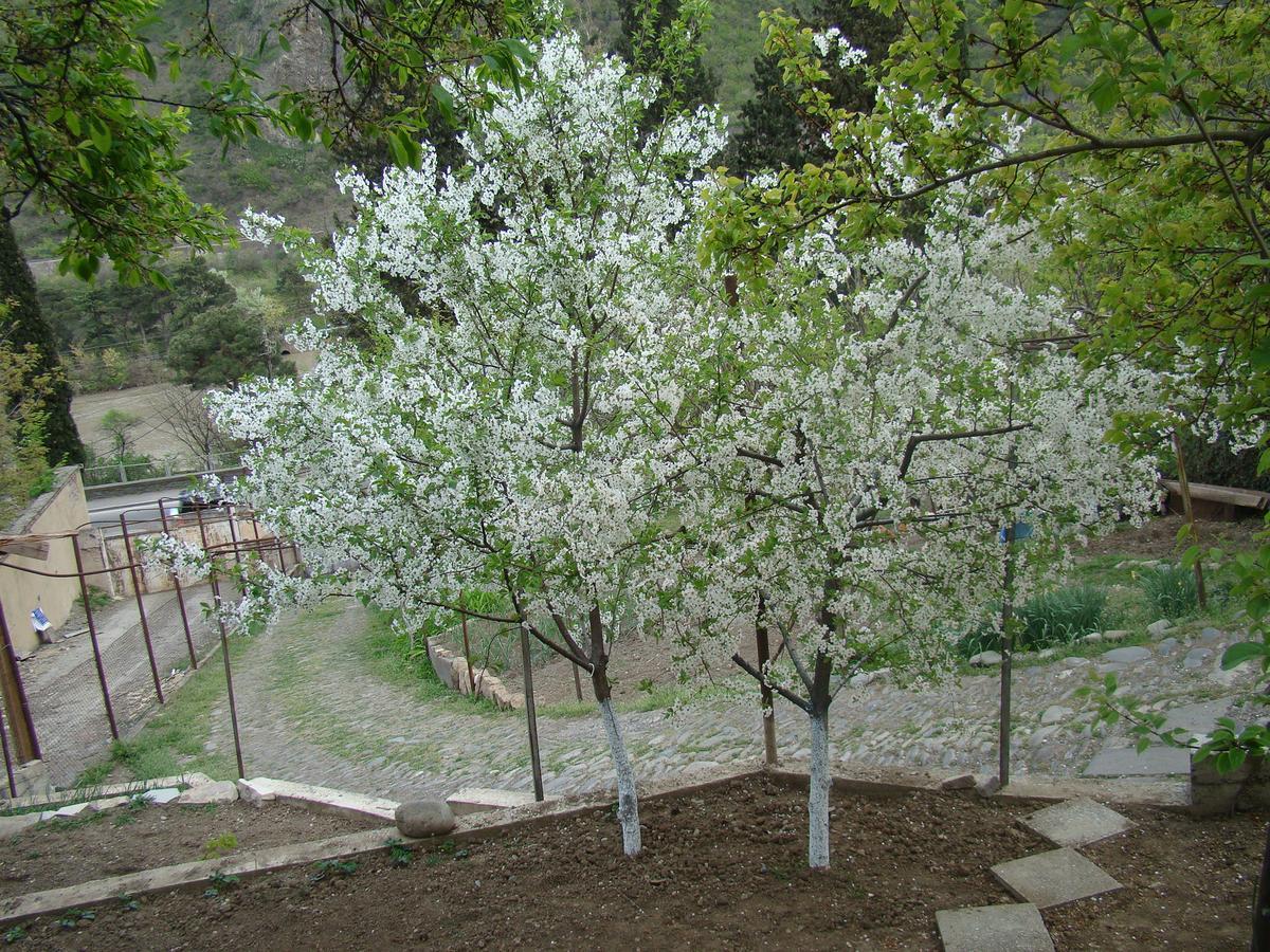 Guest House Ucha Mtsʼkhetʼa Εξωτερικό φωτογραφία