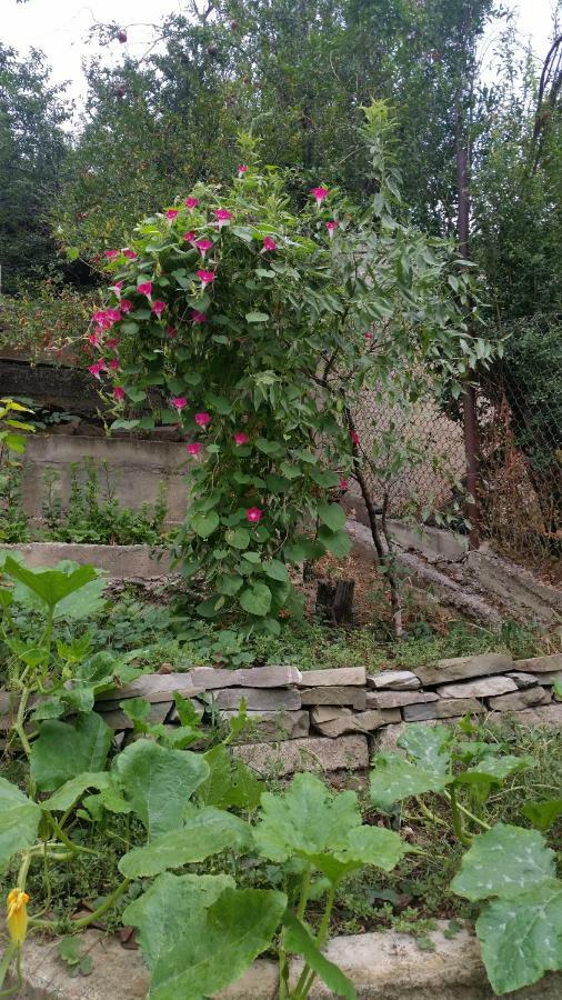 Guest House Ucha Mtsʼkhetʼa Εξωτερικό φωτογραφία